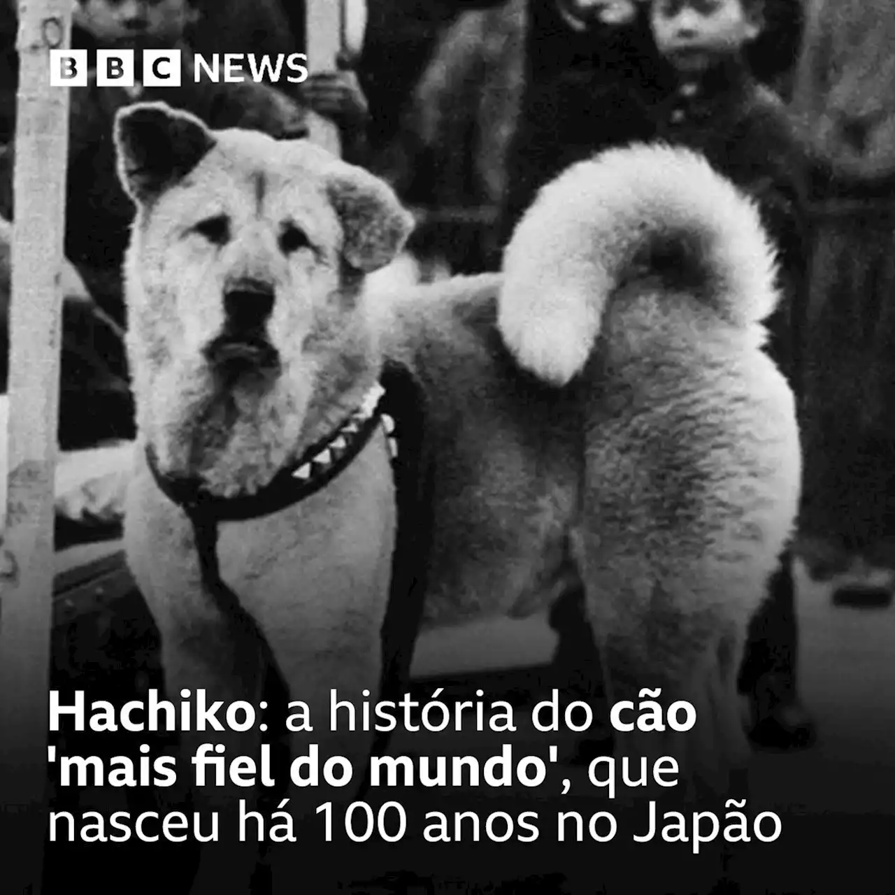 Hachiko: a história do cão 'mais fiel do mundo', que faria 100 anos - BBC News Brasil