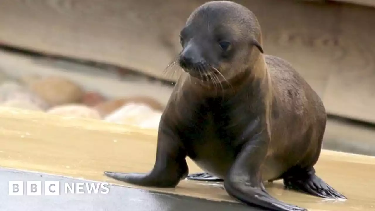 Yorkshire Wildlife Park welcomes new sea lion pups