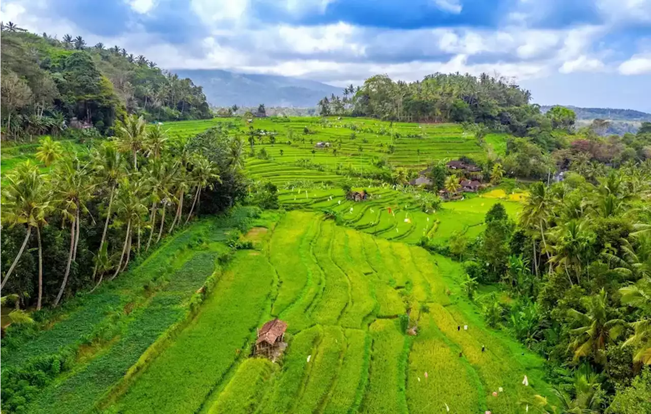 Video Promosi Pariwisata Filipina Ternyata Ambil Gambar Sawah Terasering di Bali