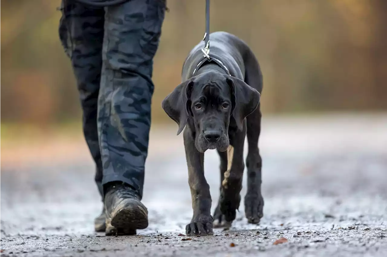 Dogs of Berlin: Berliner Hundekot wird Weltnaturerbe