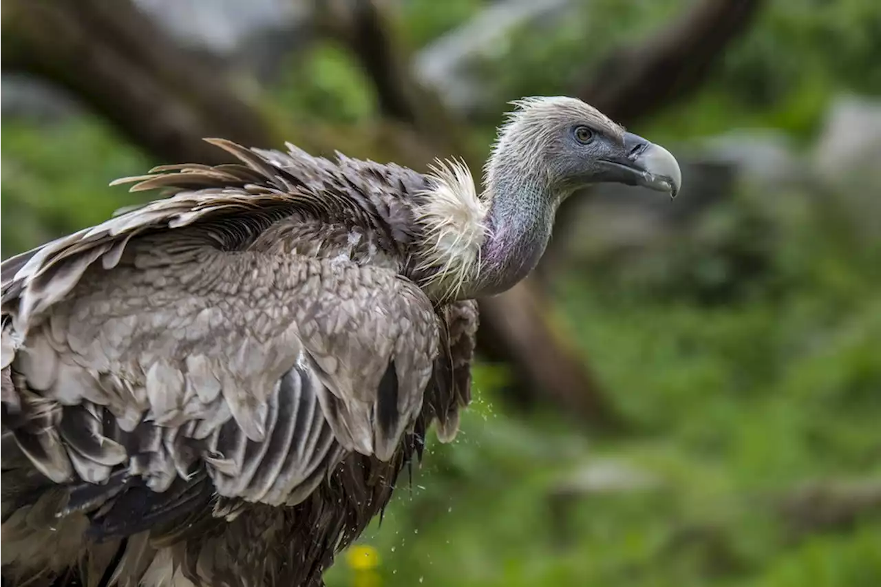 Nach über 100 Jahren: Gänsegeier erstmals wieder in Deutschland gesichtet