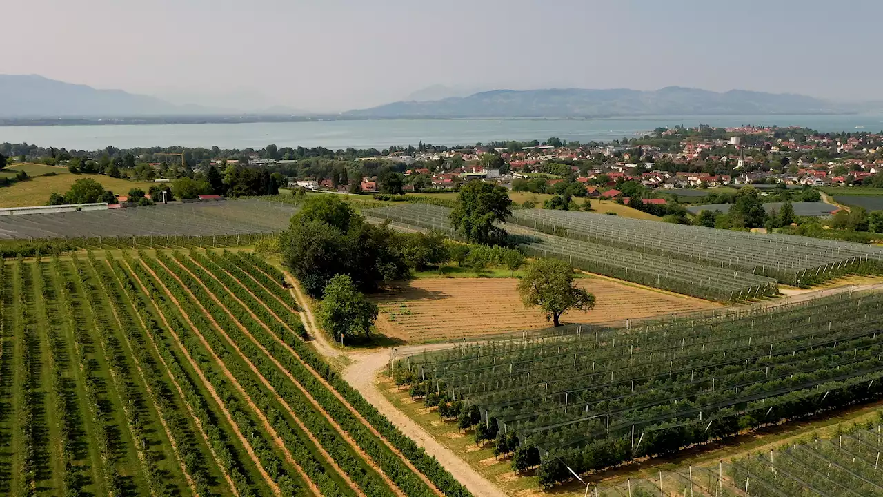 Kein Obst mehr vom Bodensee? Klimakrise verschärft Ernteausfälle