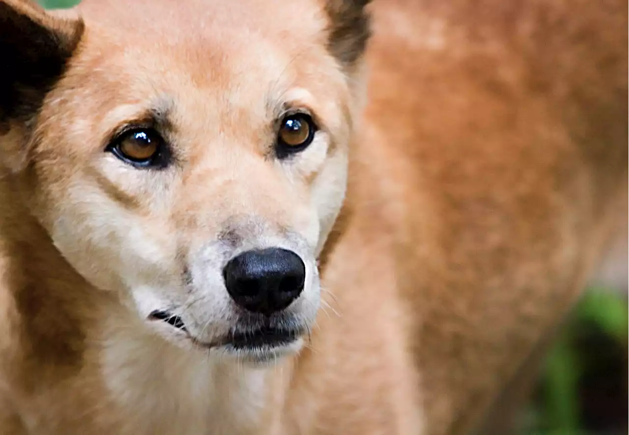 Dingo es sacrificado tras morder a una mujer francesa