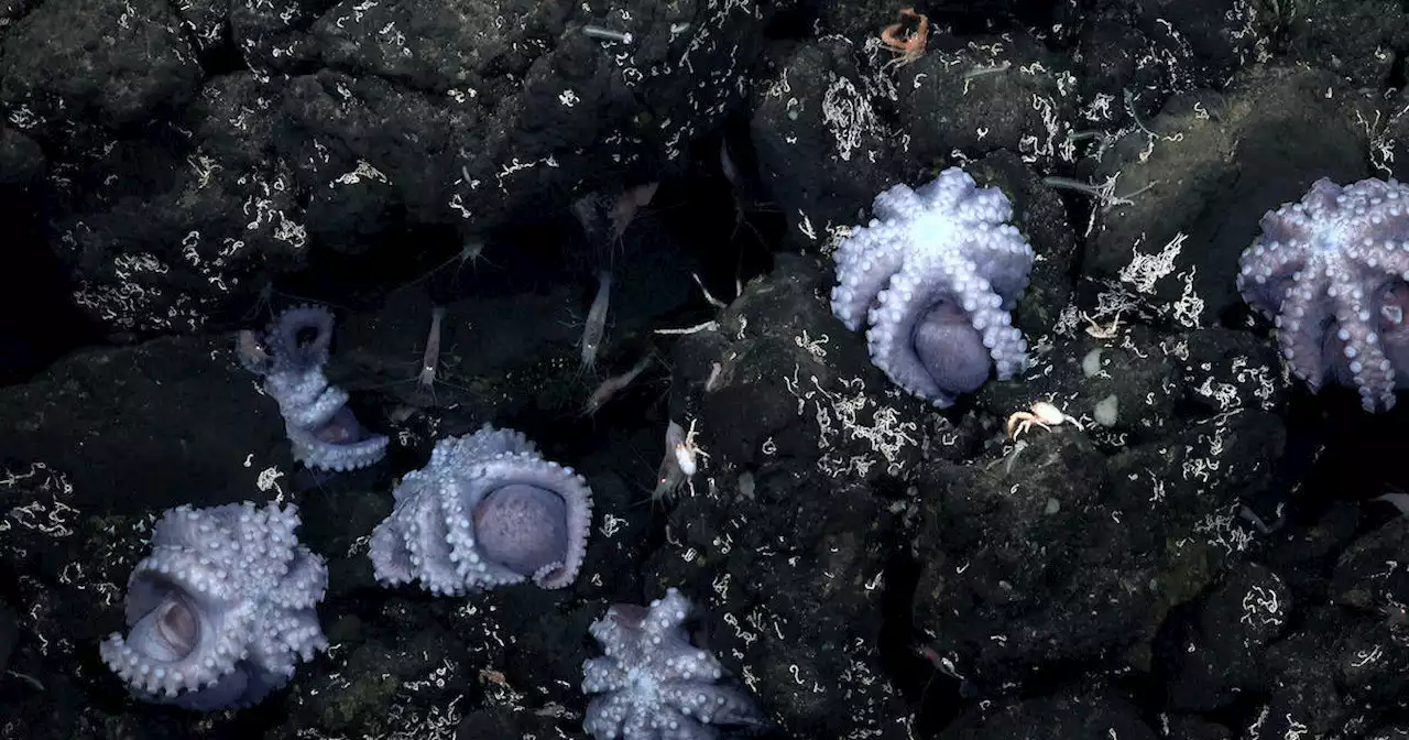 New species may have just been discovered in rare 'octopus nursery' off Costa Rica