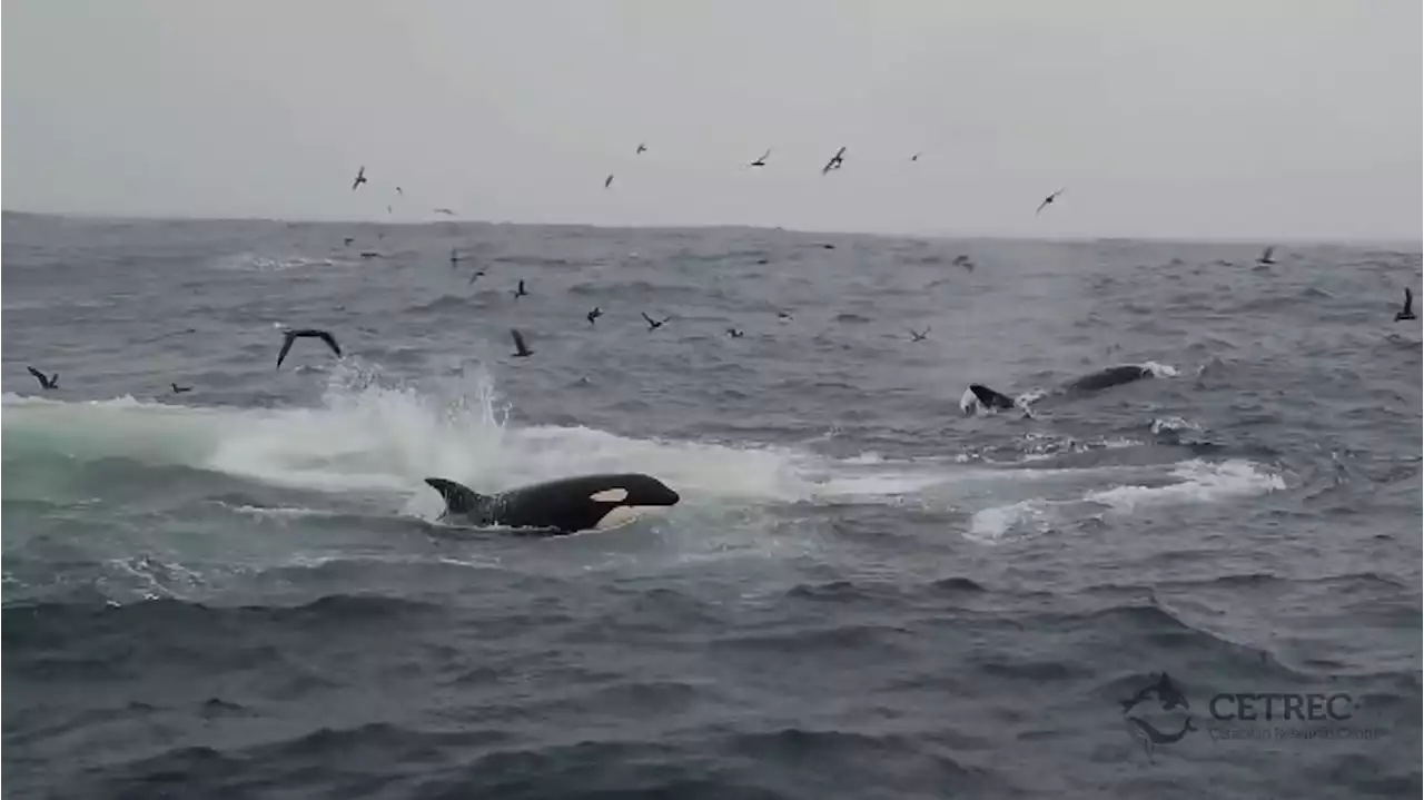 Por que as orcas não param de bater em barcos na Espanha