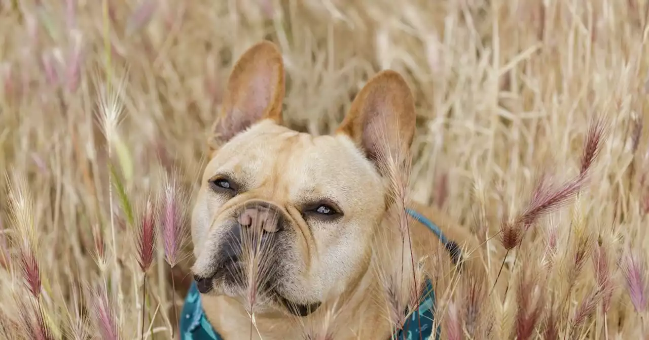 Pet lover sends foxtail warning to other dog owners as season begins in the UK