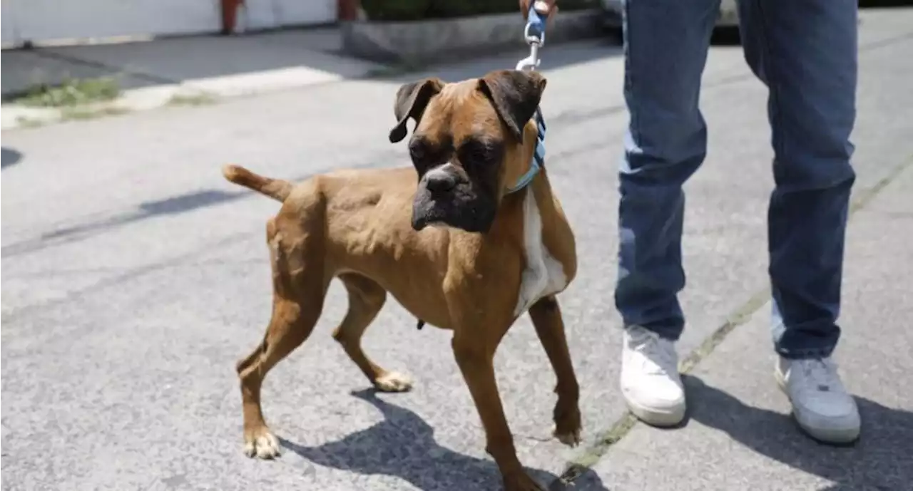 Sólo con correa, mascotas podrán ingresar a parque de Naucalpan, determinan autoridades