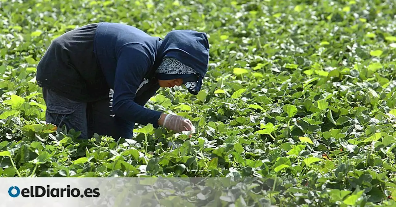 Cuando el sueño americano se convierte en pesadilla: 'Con 13 años trabajaba diez horas al sol en una plantación de tabaco'