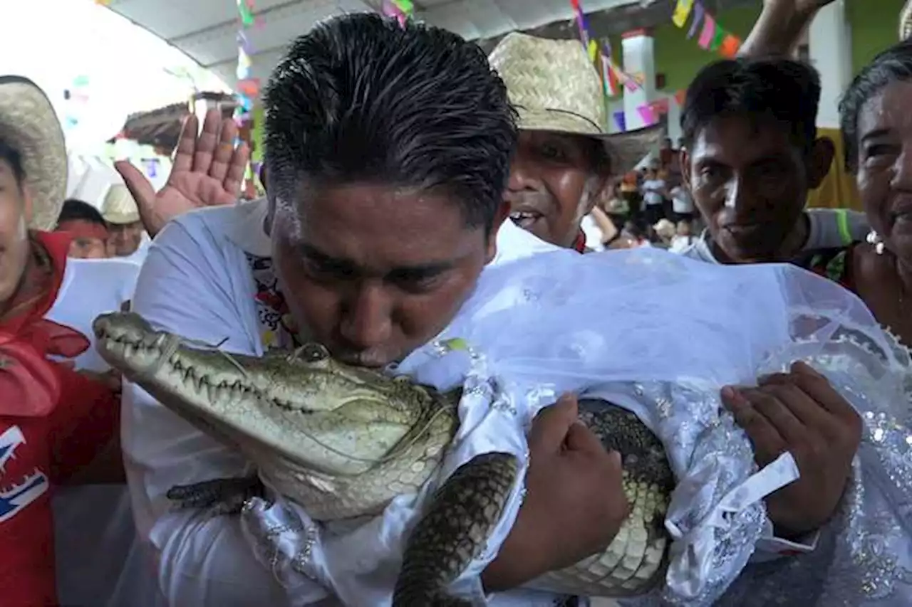 Video | Alcalde mexicano se casa con un caimán en ritual ancestral: “Nos queremos”