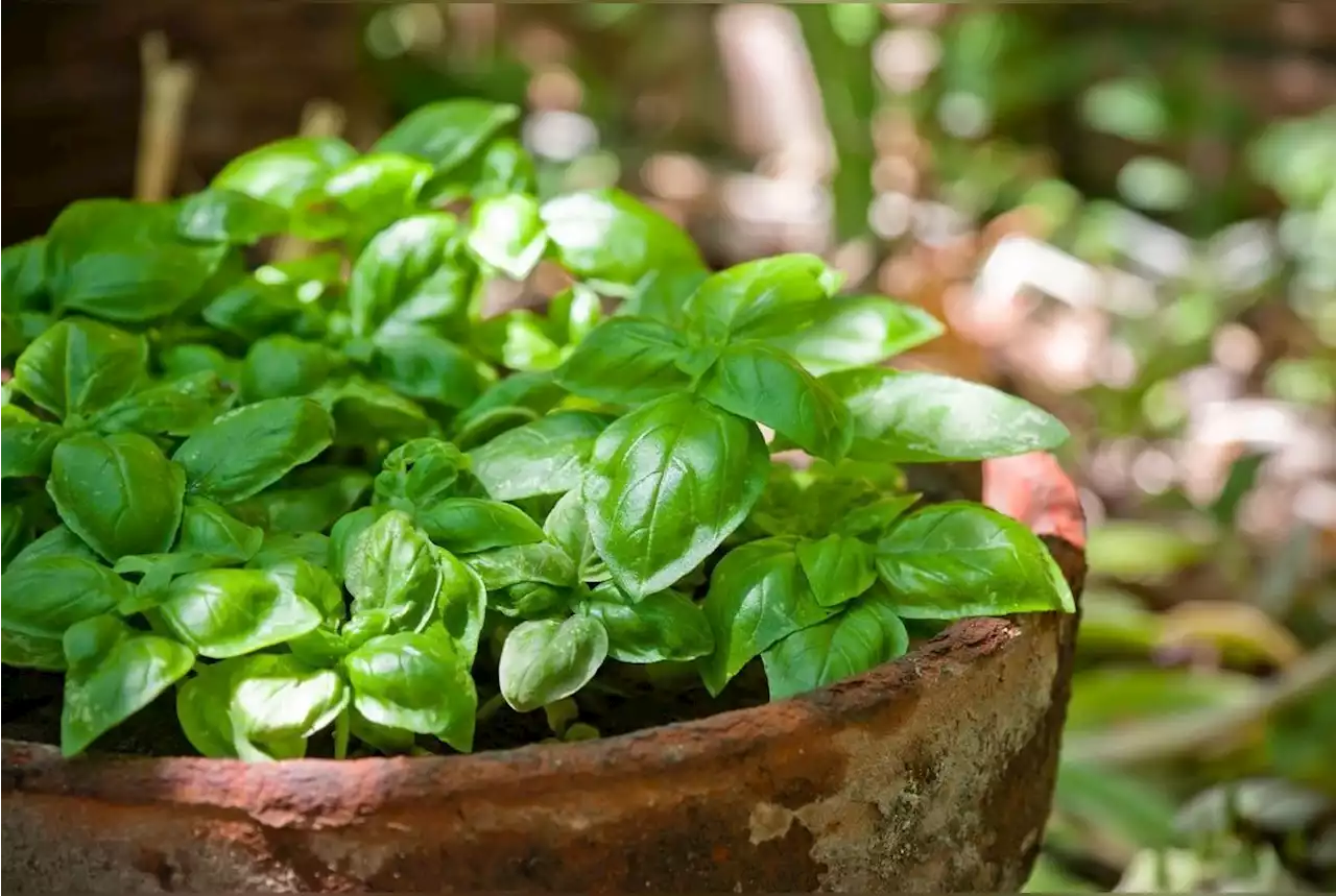 7 conseils pour faire durer votre basilic en pot tout l’été