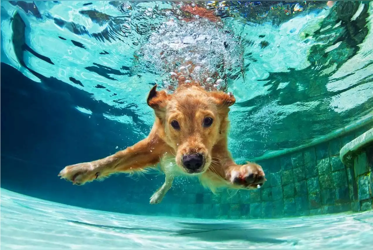 La toute première piscine pour chien vient d’ouvrir en France