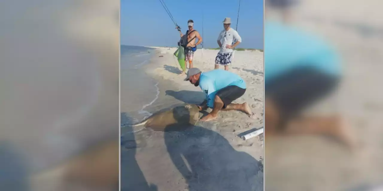 ‘It took us 45 minutes to reel in’; locals land 100-pound stingray at Dauphin Island