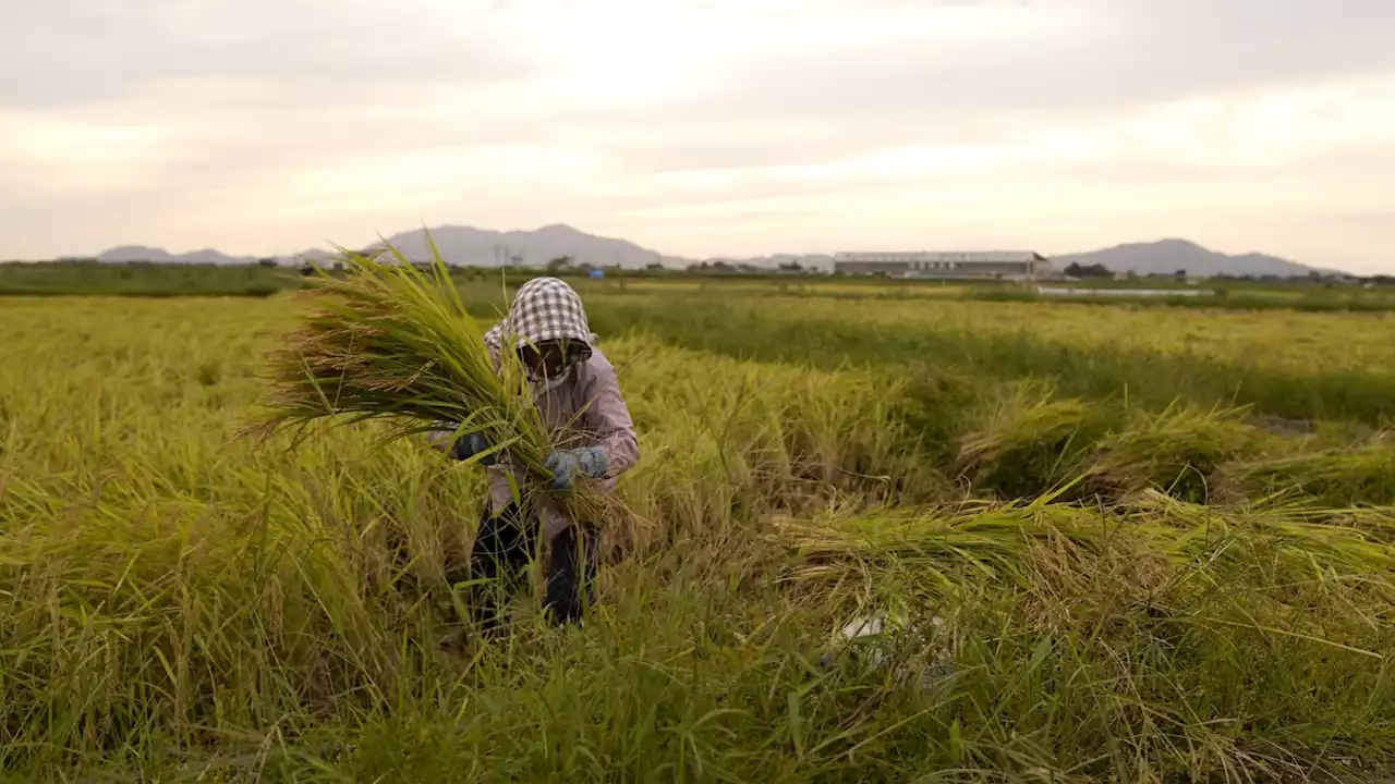 Japan and Sustainability