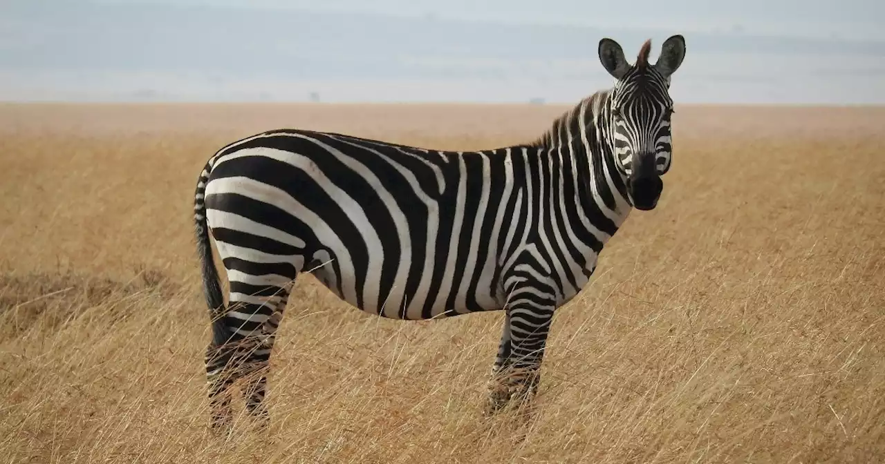 Zebras and lions filmed running through streets were not filmed during French riots - Full Fact