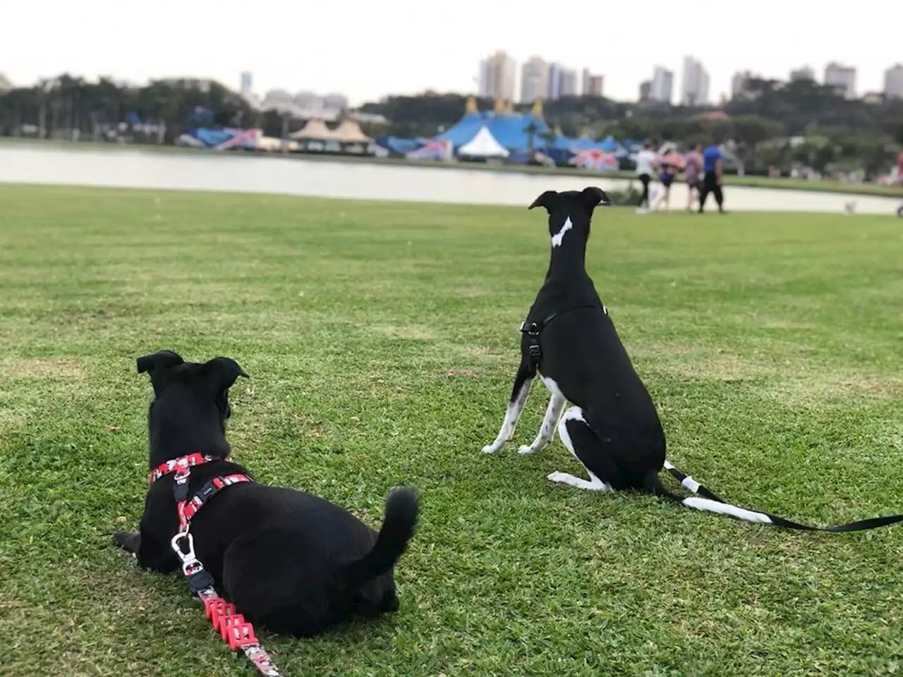 Tutora é multada em mais de R$ 600 por latido de cachorro em condomínio em Fortaleza