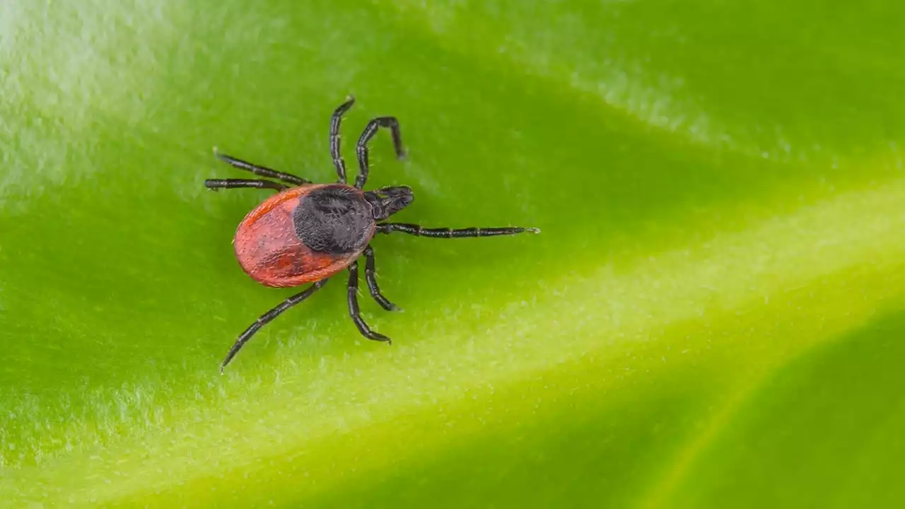 Ticks Use This One Neat Trick to Help Them Suck Your Blood, Study Finds