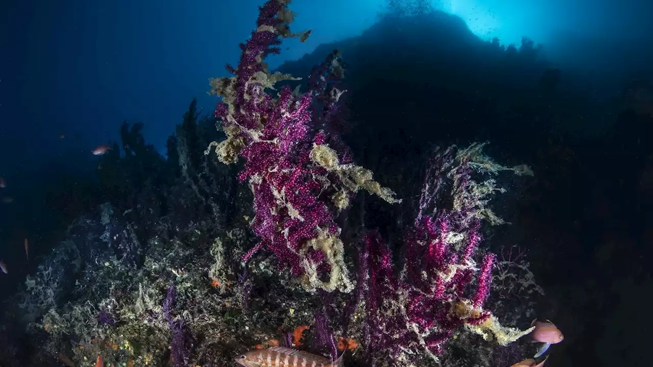 Mediterraneo, un mare in sofferenza (di F. Tulli)