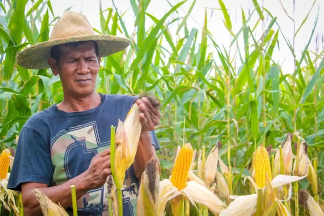 Bio-fertilizer use eyed to aid corn farmers