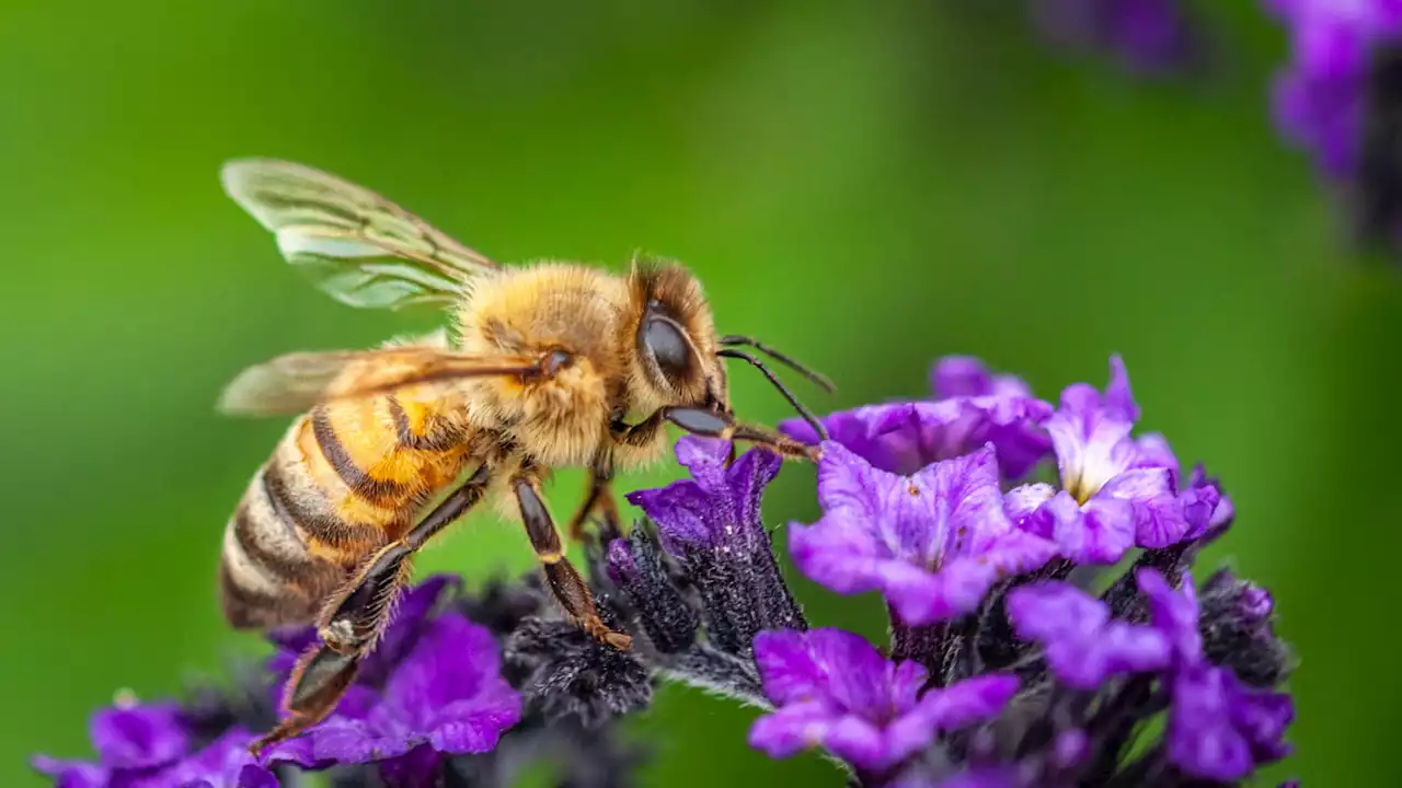 Study reveals honeybees originated in northern Europe 780,000 years ago