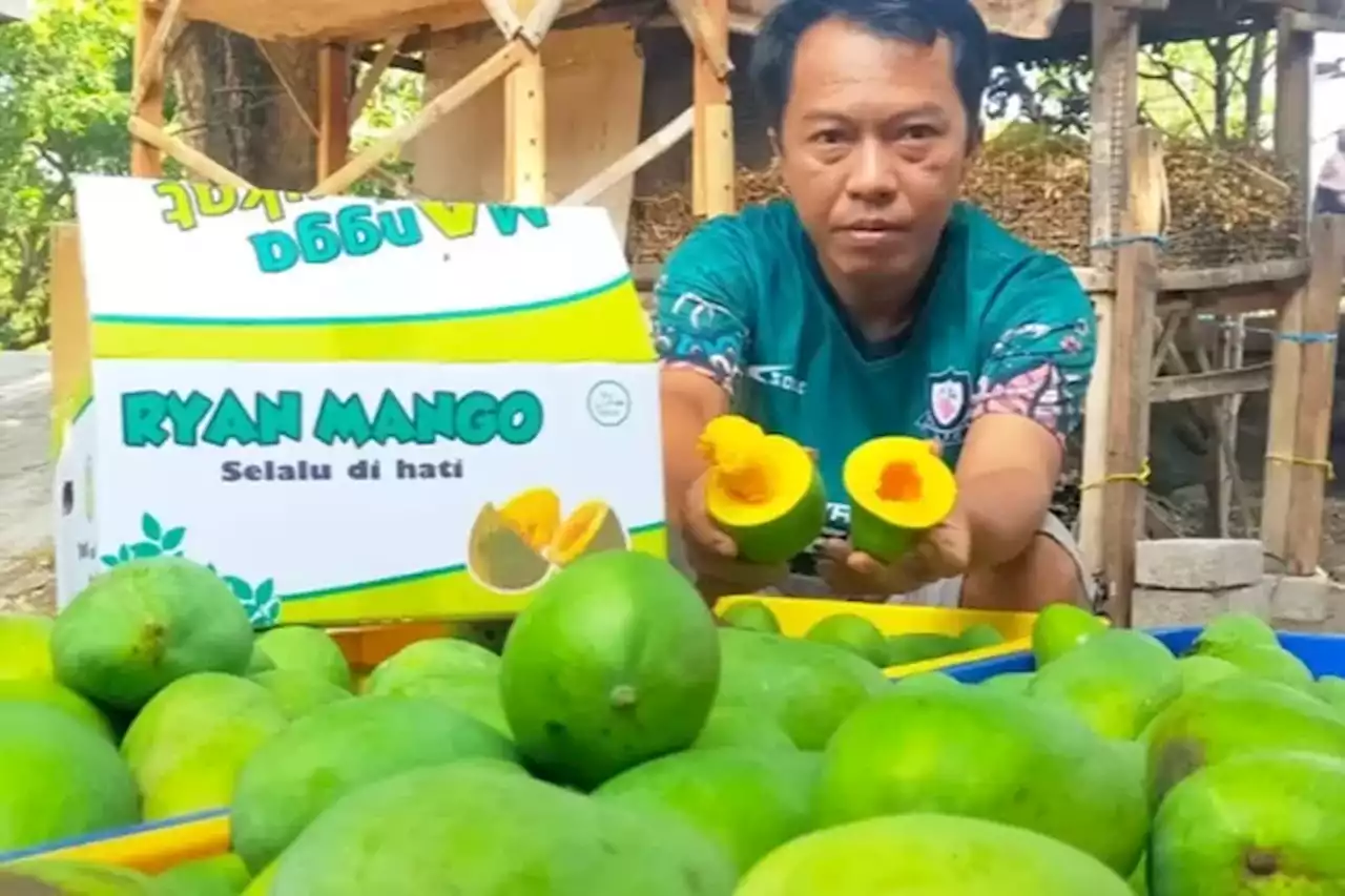 Penasaran Dengan Mangga Alpukat, Mari Kunjungi Kabupaten Pasuruan - Jawa Pos