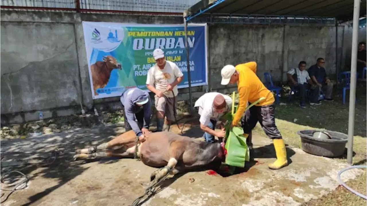 Tingkatkan Ketakwaan, PDAM Jayapura Kurban 7 Ekor Sapi