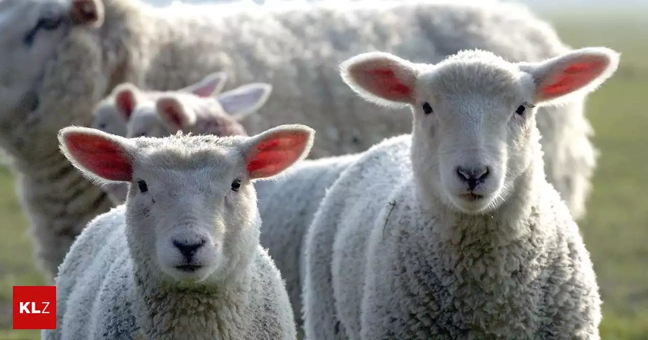 Verdacht der Tierquälerei: Kärntner soll zehn Schafe ohne Betäubung ausgeblutet haben