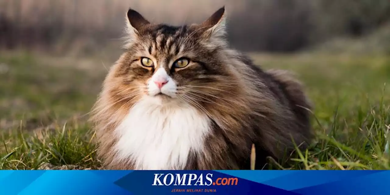 4 Faktor yang Mempengaruhi Umur Kucing Lebih Panjang