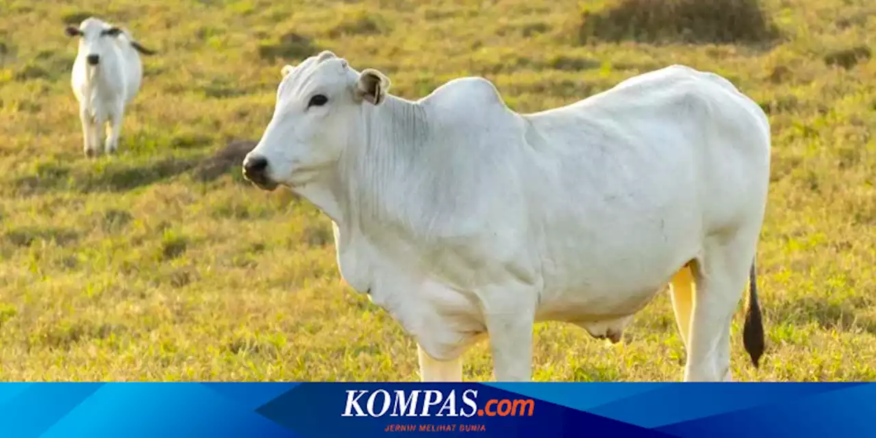 Sapi Termahal di Dunia Laku Terjual Rp 64 Miliar