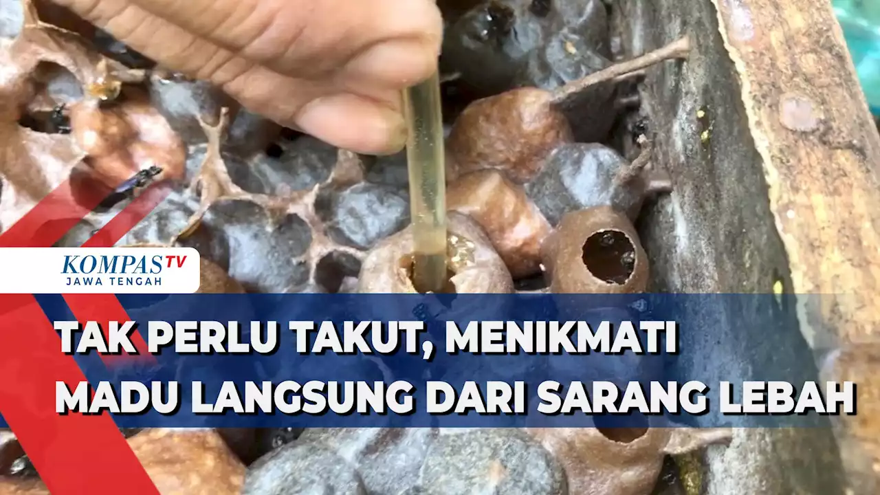 Wow Seru! Menikmati Madu Langsung dari Sarang Lebah