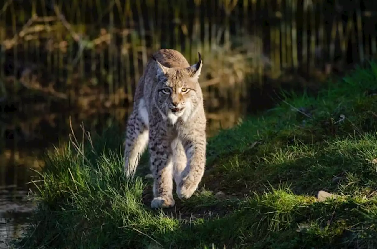 Bobcat attacks camper sleeping in a hammock at a Connecticut state park; 3 taken to hospital