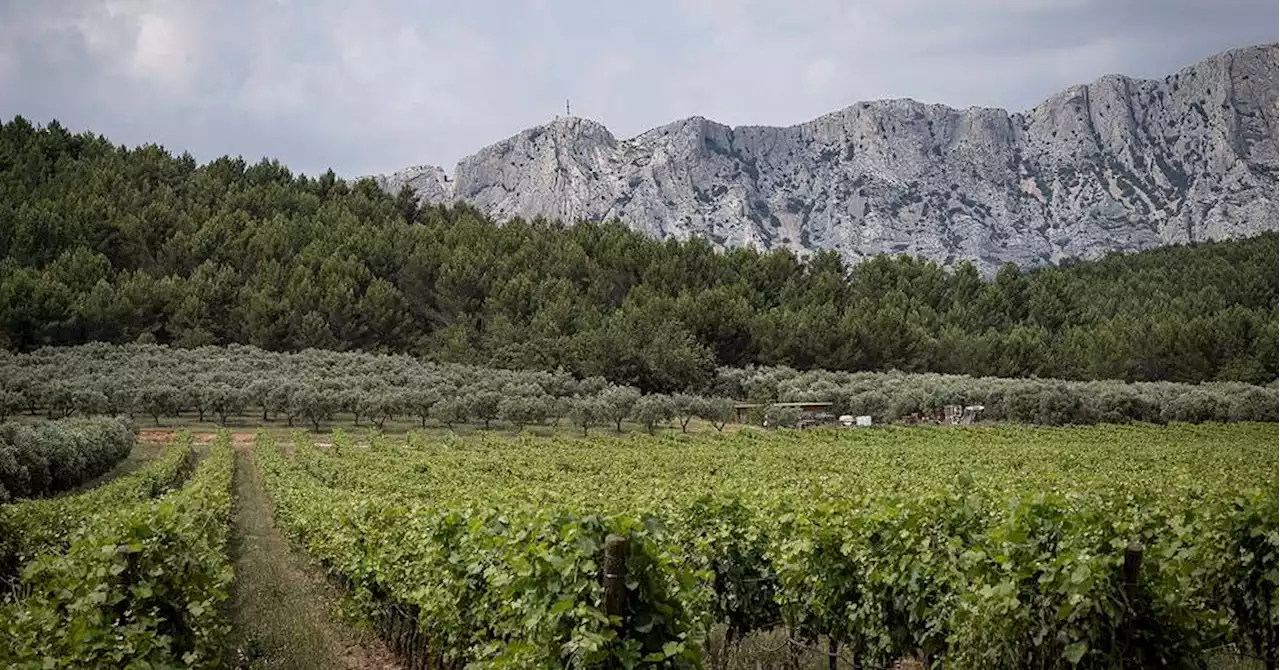 Oenotourisme : à Aix-en-Provence, les domaines diversifient leur offre