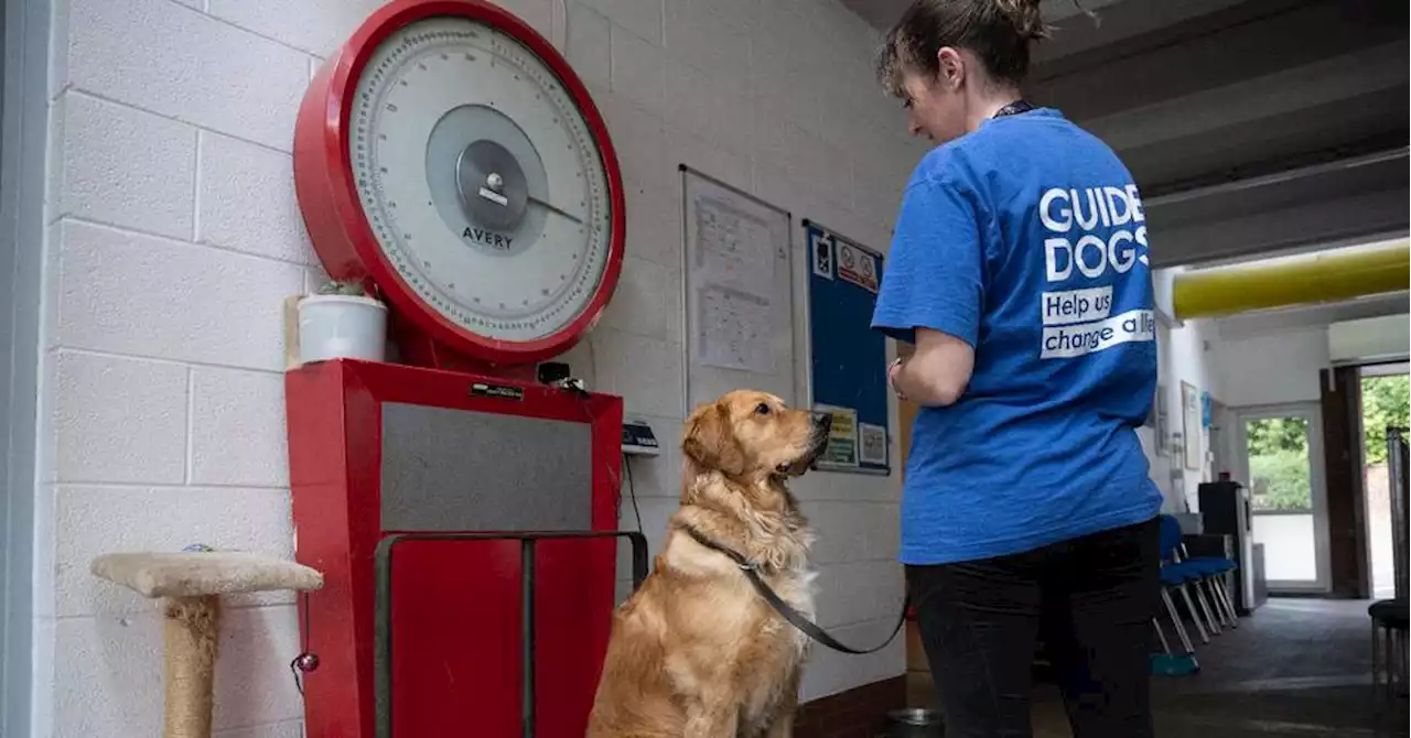 Royaume-Uni: les aveugles confrontés à une pénurie de chiens guides