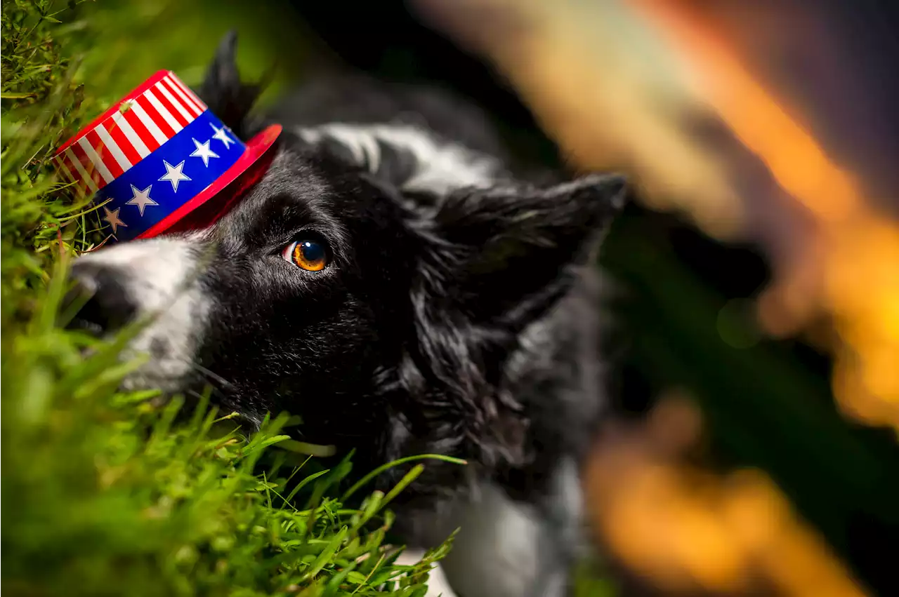 Five ways to protect your pets during the Fourth of July