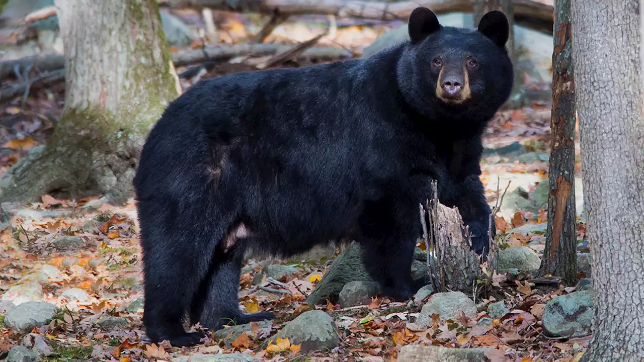 Maine woman punches bear that chased her dog and ends up with stitches