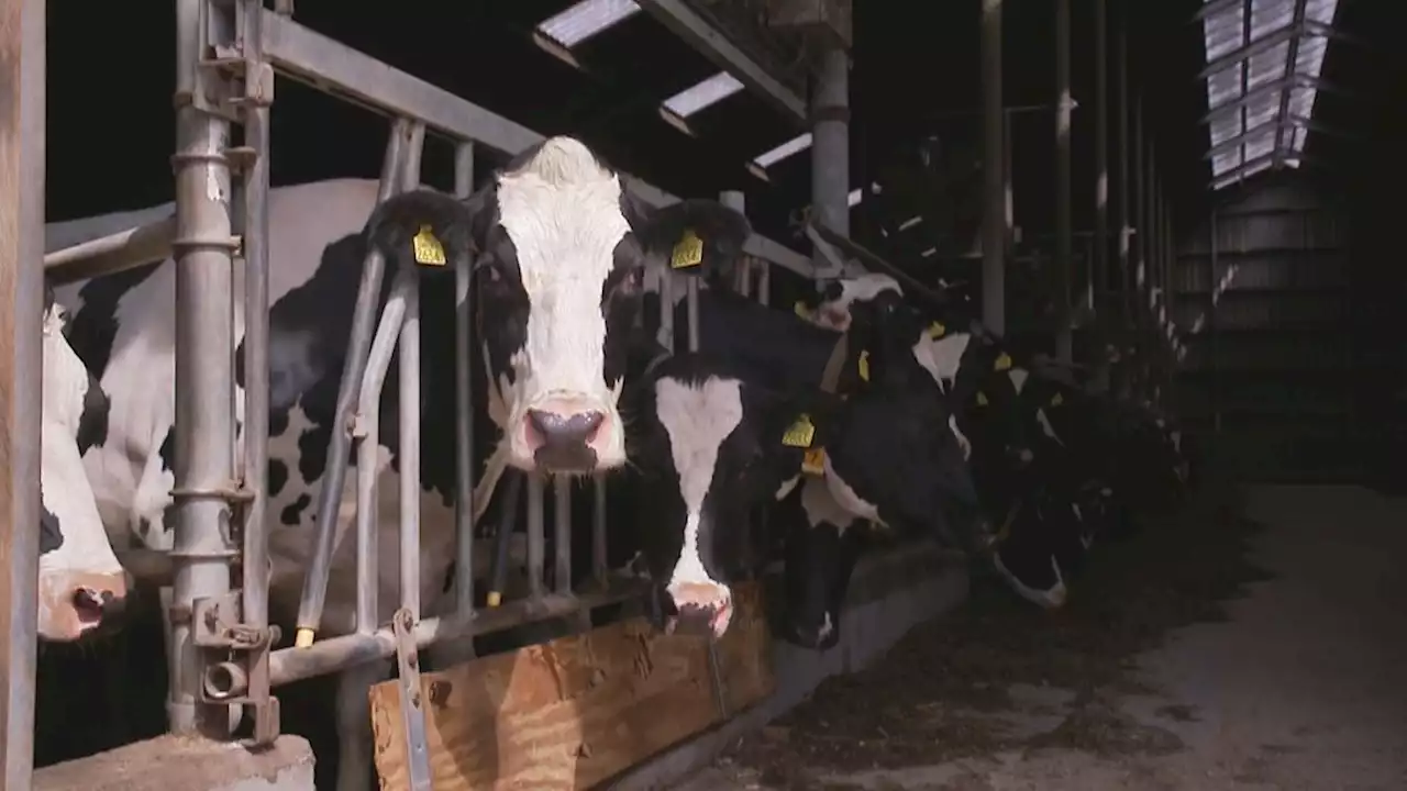 Boeren in Uddel nog niet enthousiast over 'woest aantrekkelijke' uitkoopregeling