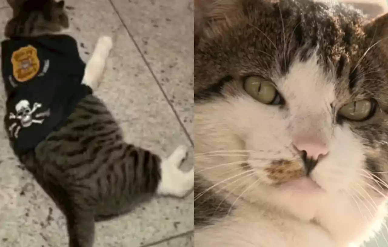 Gato é adotado por policiais e vira 'Delegato' no interior de São Paulo