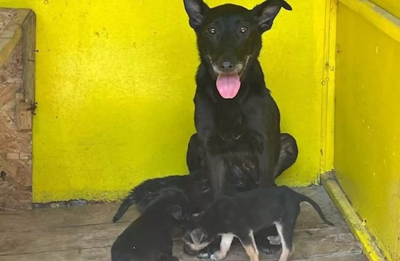 Nothilfe für Tiere nach Staudammbruch in der Ukraine