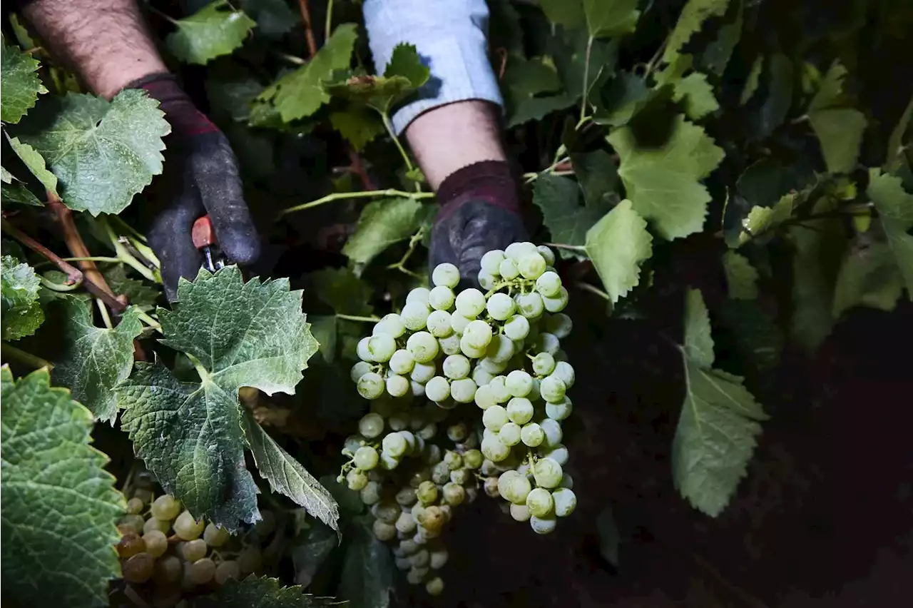 Agricultura somete a consulta un real decreto para flexibilizar ayudas para frutas, hortalizas y viñedos