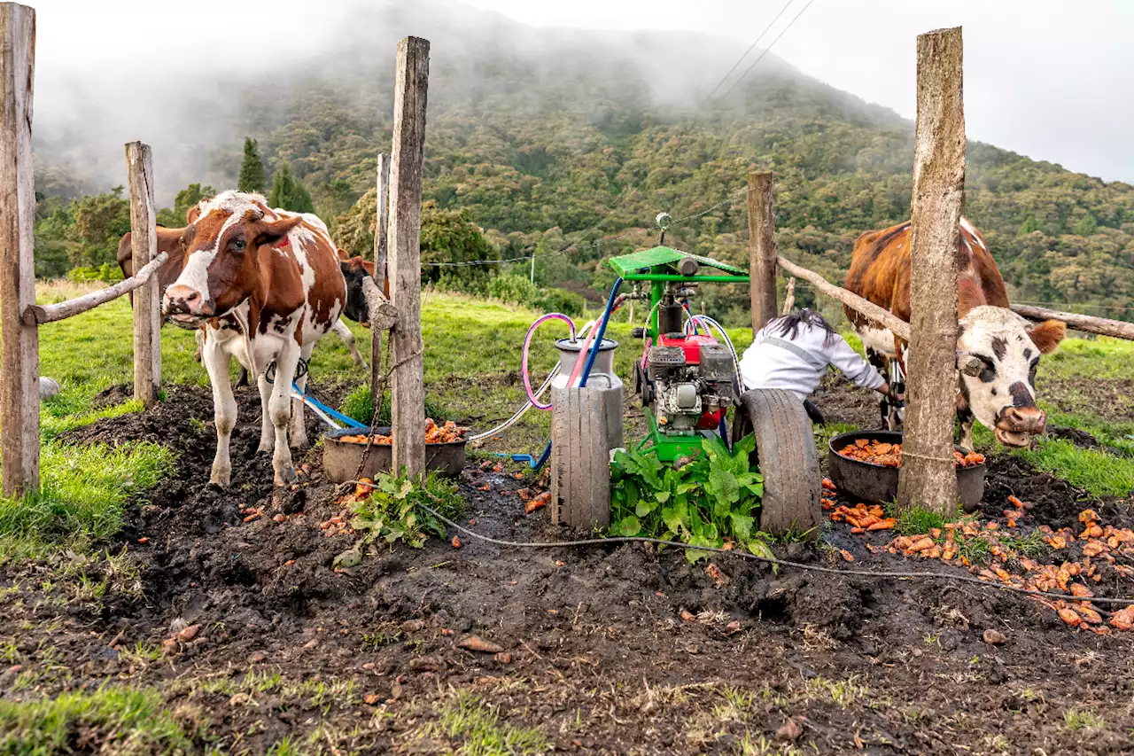 De $ 1.000 a 1.800: el gran problema que surge con la leche en Colombia - Pulzo