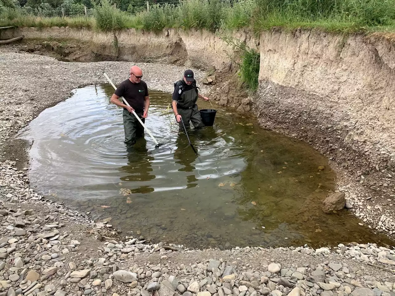 More fish rescued from Shropshire rivers after the hottest June on record