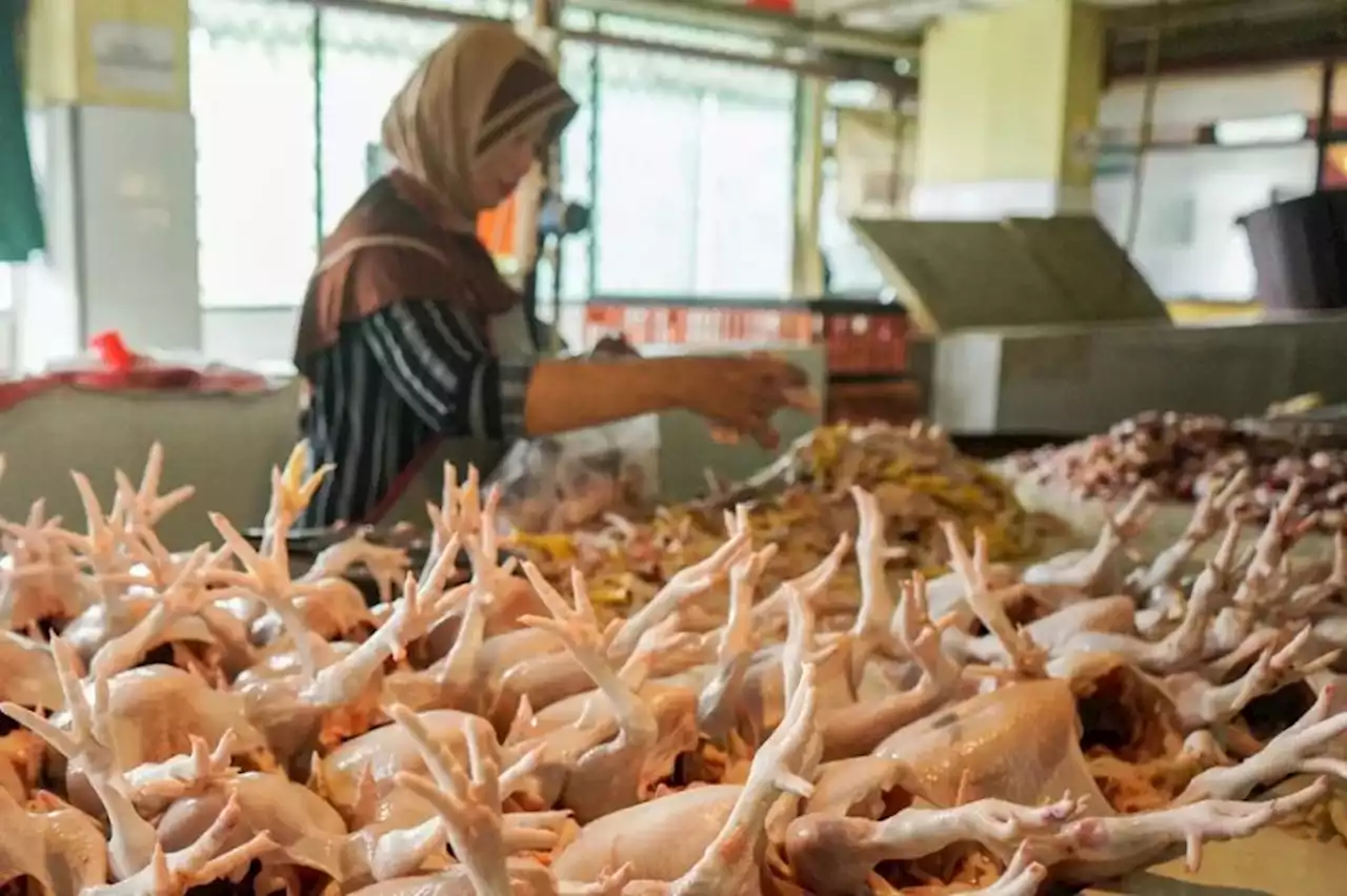 Harga Daging Ayam Masih Mahal, Yerry Tawalujan: Bapanas dan Kemendag Jangan cuma Lihat Data di Atas Kertas