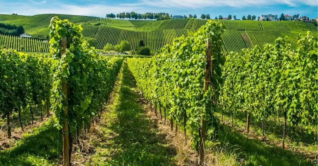 Unione italiana vini: peronospora sempre più diffusa. A rischio soprattutto i vigneti bio