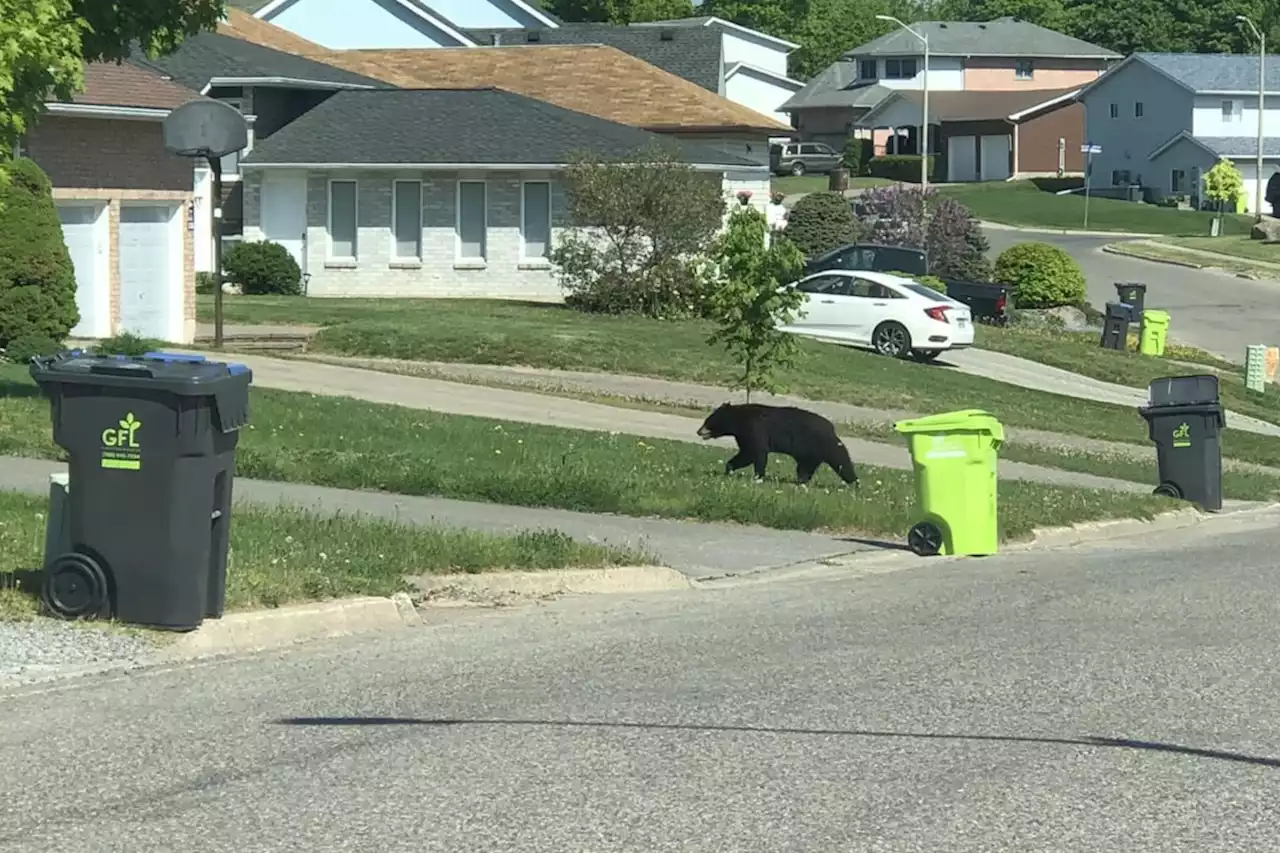 Bear Watch: New online group tracks local bear sightings