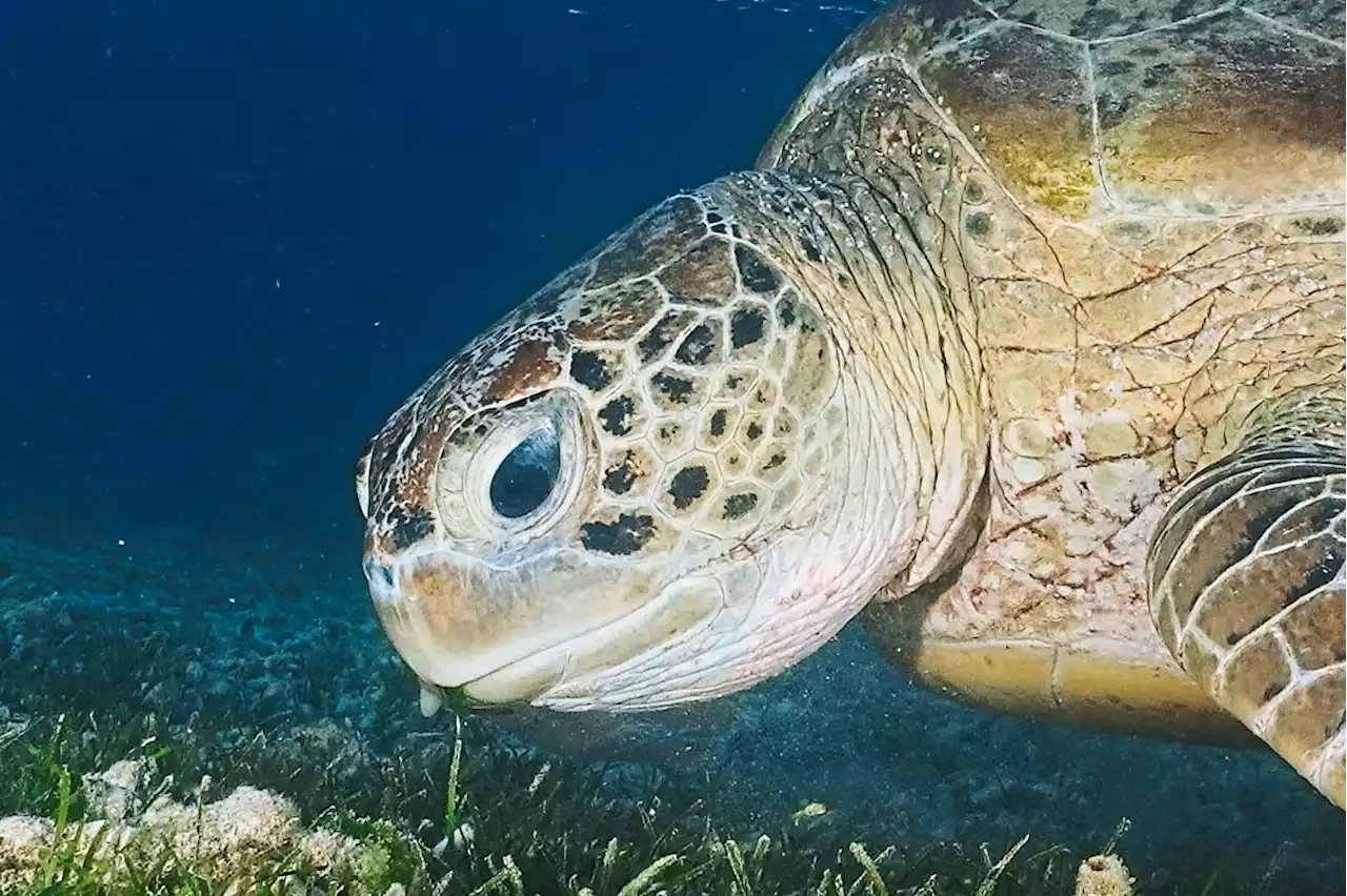 Face ID way to keep track of turtles