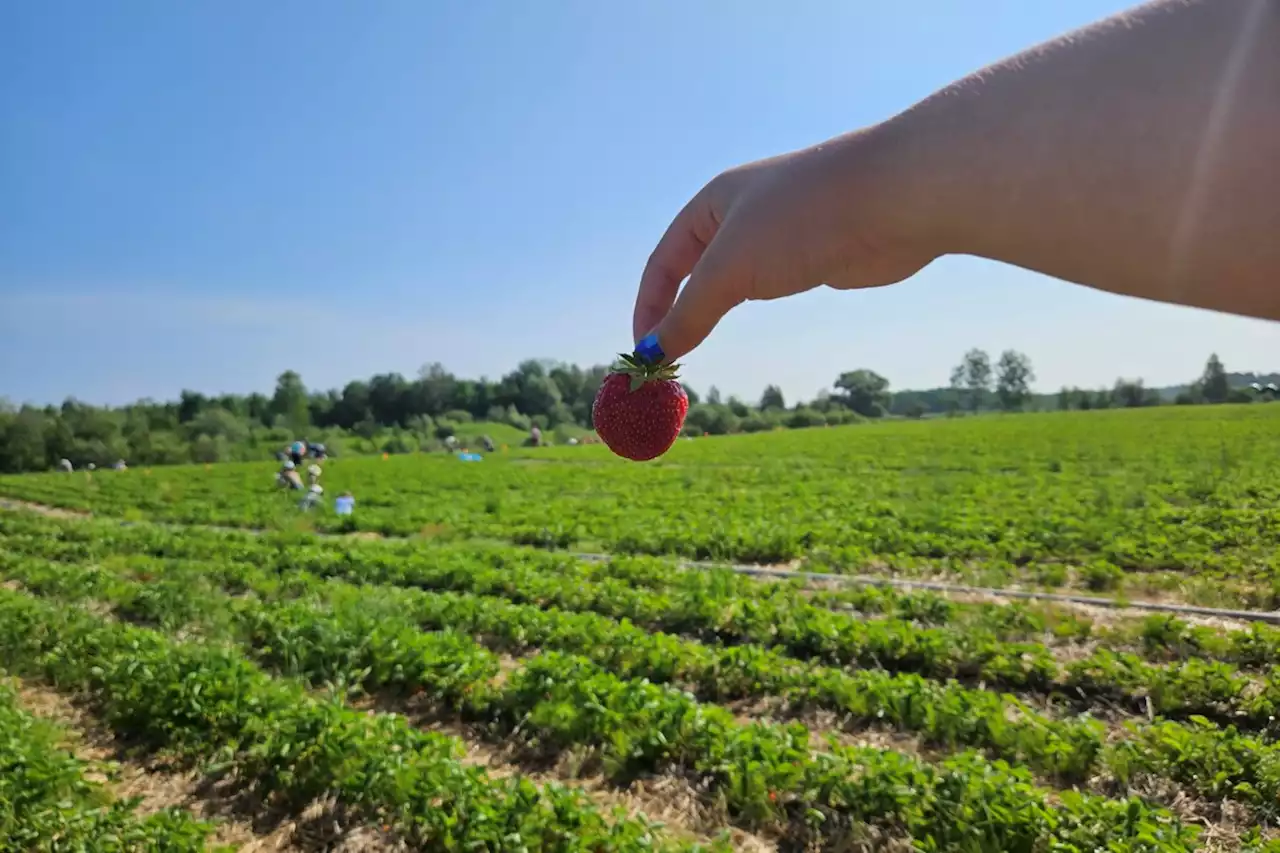 Strawberry season has officially started