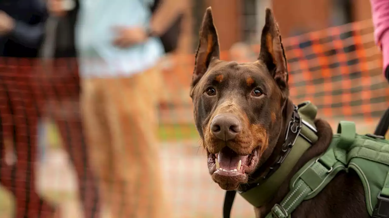 Ulti-mutt Dog Fun Day at Lincoln Castle