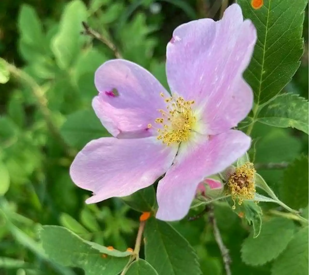 Saskatchewan gardening: Rust diseases can be a problem if plants aren't properly treated