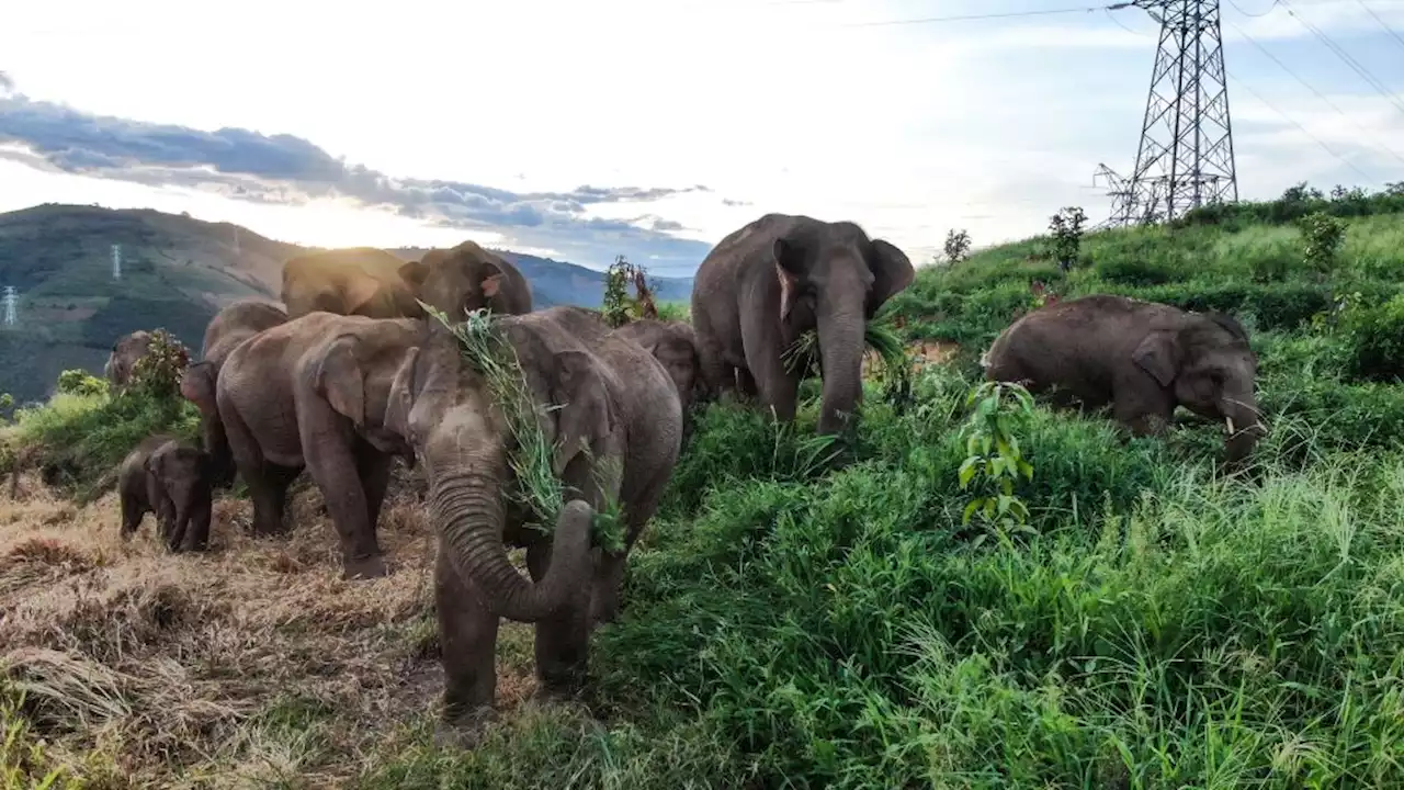 Imax Partners with Chinese Studio on Nature Doc ‘The Elephant Odyssey’