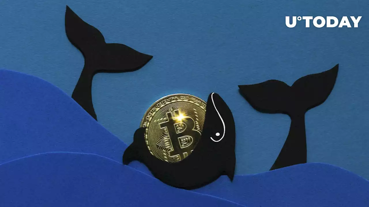 These Small BTC Whales Continue to Buy Bitcoin Aggressively: Report