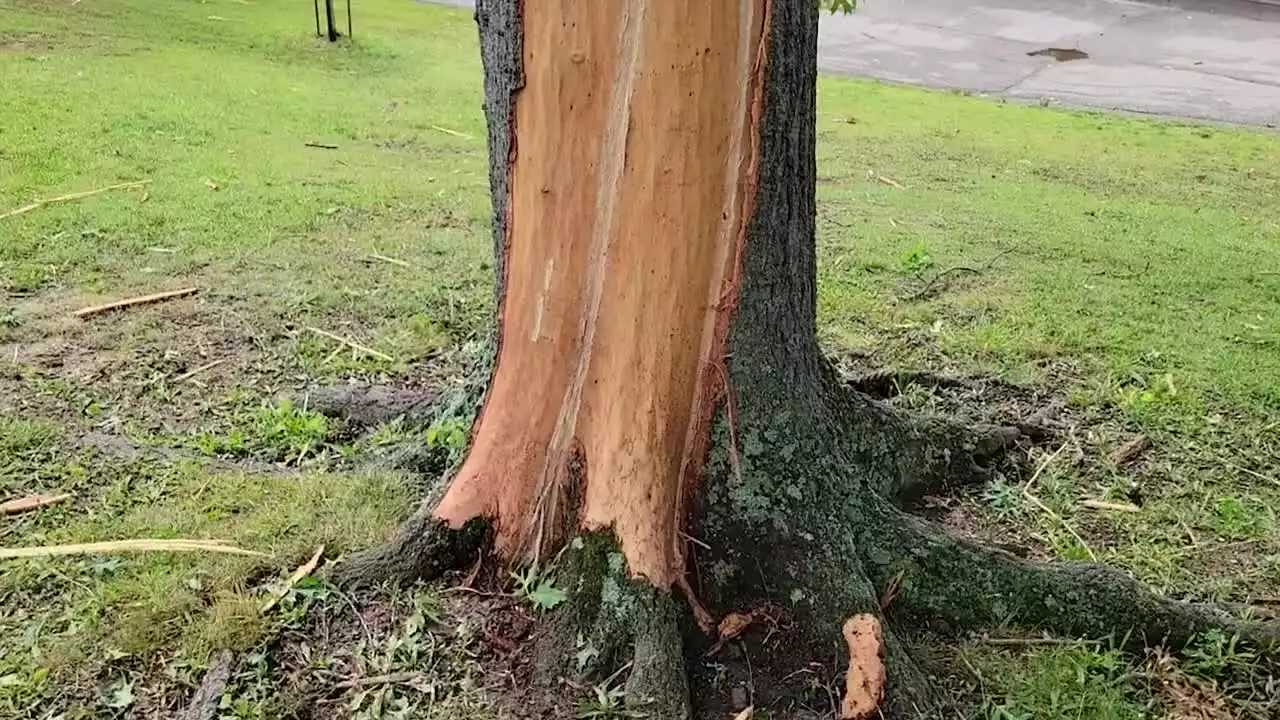 Lightning Leaves Tree With Swirly Spiral Scar - Videos from The Weather Channel